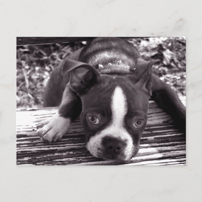 Boston terrier post card (Front)