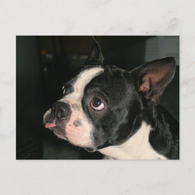 Boston Terrier Post Card Phhhhhtt! (Front)