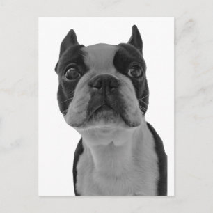 Boston terrier postcard