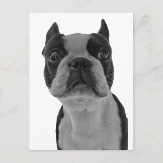 Boston terrier postcard