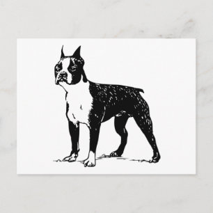 boston terrier postcard