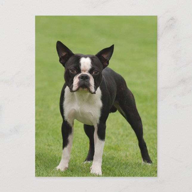 Boston terrier postcard (Front)