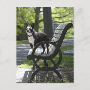 Boston Terrier Postcard