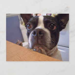 boston terrier postcard