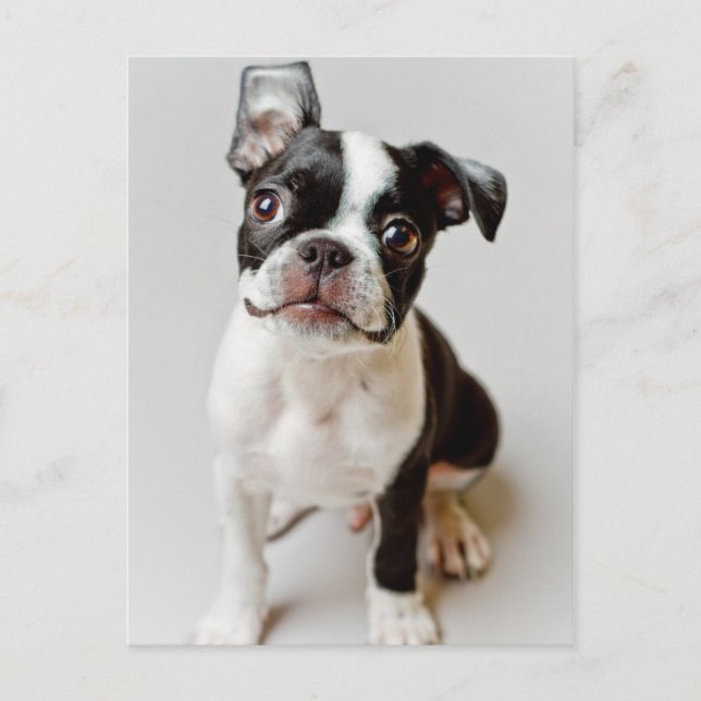 Boston Terrier Postcard (Front)