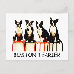 BOSTON TERRIER POSTCARD