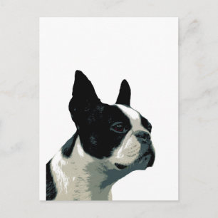 Boston Terrier Postcard