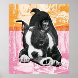 Boston Terrier - poster
