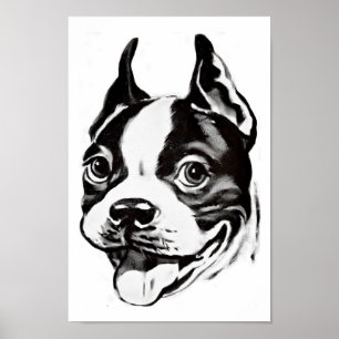 Boston Terrier Poster