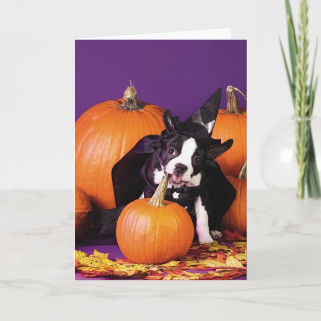 Boston terrier pumpkin Halloween customisable card (Front)