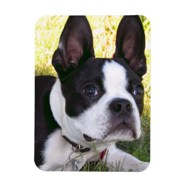 Boston Terrier Pup Flexible Magnet (Vertical)