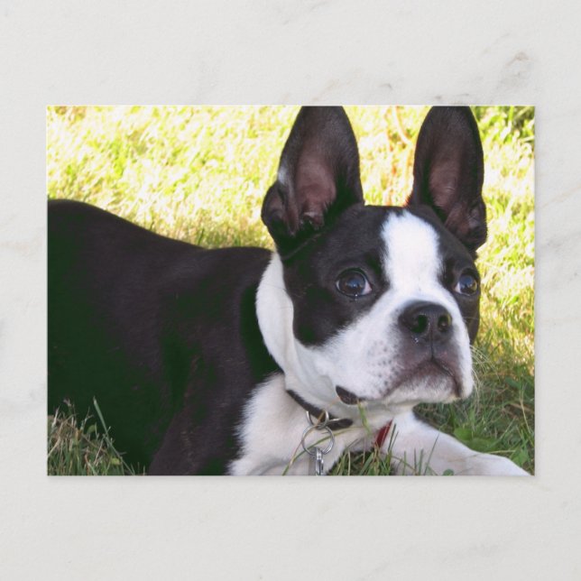 Boston Terrier Pup Postcard (Front)