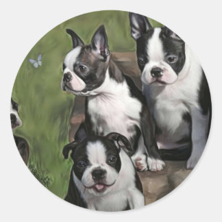 Boston Terrier Puppies Classic Round Sticker