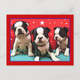 Boston Terrier puppies postcard