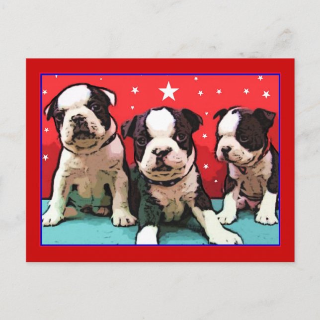 Boston Terrier puppies postcard (Front)
