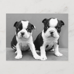 Boston Terrier Puppies postcard