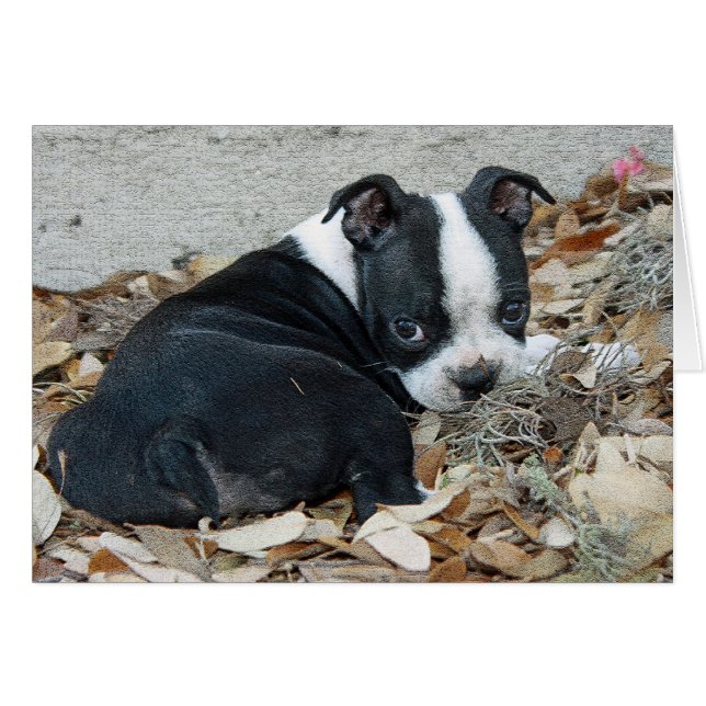 Boston Terrier Puppy (Front Horizontal)