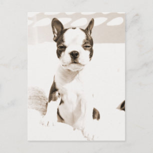 Boston Terrier Puppy 2 Postcard