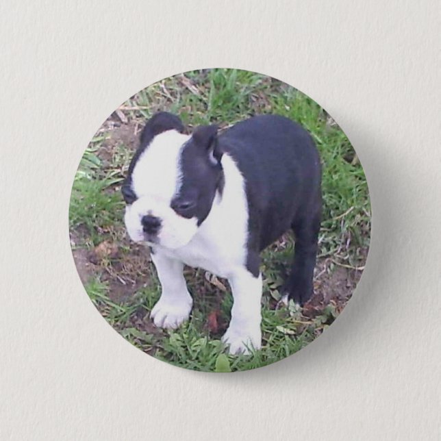 Boston Terrier Puppy 6 Cm Round Badge (Front)