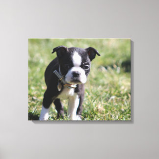 Boston Terrier Puppy Canvas Print
