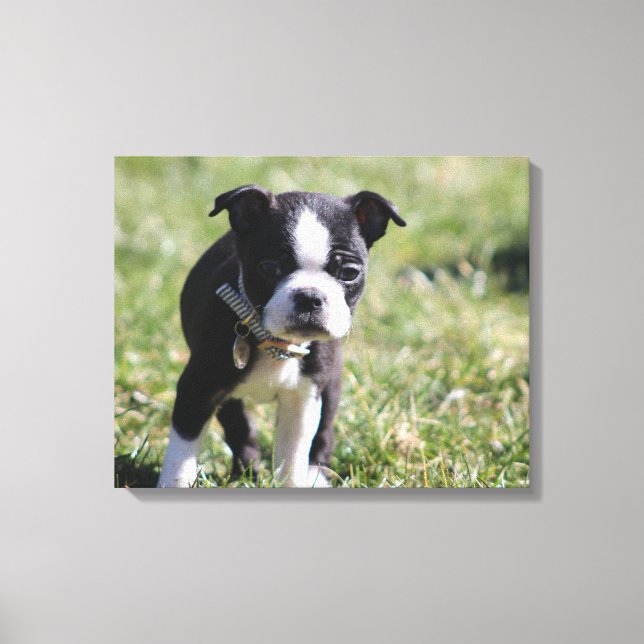Boston Terrier Puppy Canvas Print (Front)