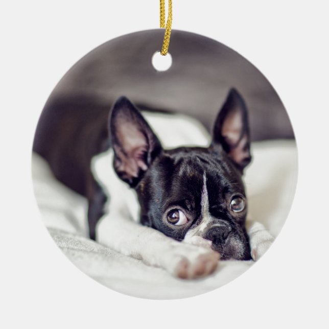 Boston Terrier Puppy Ceramic Tree Decoration (Front)