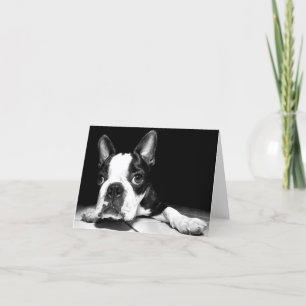 Boston Terrier Puppy Dog  Blank Notecard