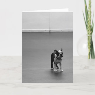 Boston Terrier Puppy DRU Card