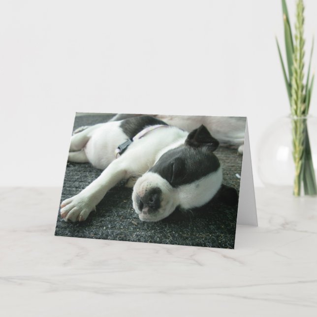 Boston terrier puppy greeting cards (Front)