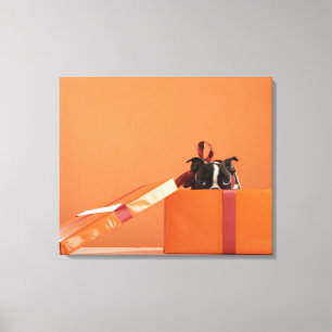 Boston terrier puppy in gift box canvas print