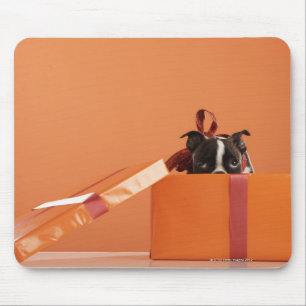 Boston terrier puppy in gift box mouse mat
