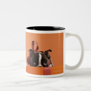 Boston terrier puppy in gift box Two-Tone coffee mug