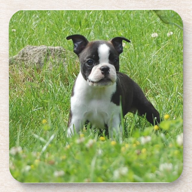 Boston Terrier Puppy in Meadow Coaster Set (Front)