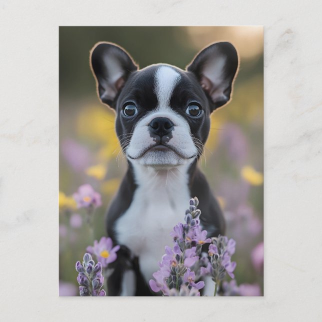 Boston Terrier Puppy Lupine Flowers Postcard (Front)