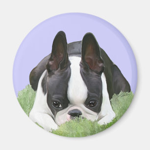 Boston terrier puppy resting magnet
