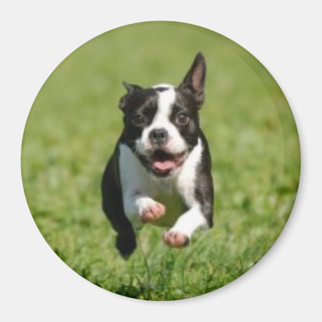 Boston Terrier Running Magnet (Front)