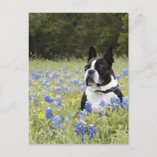Boston Terrier sitting in a field of Blue Bonnets Postcard