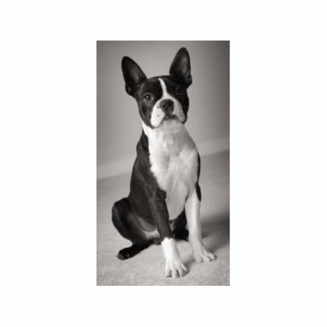 Boston Terrier Sitting Sculpture Standing Photo Sculpture (Front)