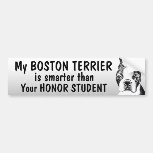 Boston Terrier - Smarter than student - funny Bumper Sticker