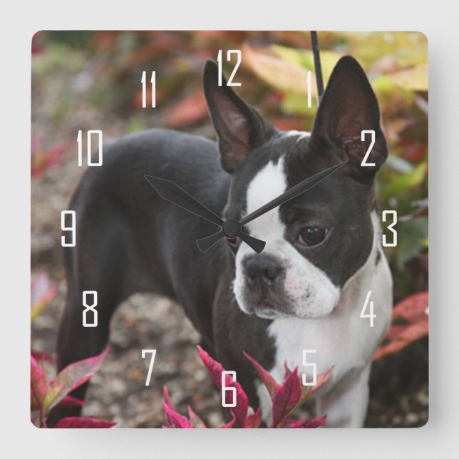 BoSTON TERRiER Square Wall Clock (Front)