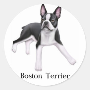 Boston Terrier Sticker
