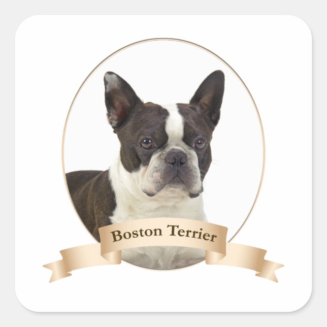 Boston Terrier Stickers (Front)