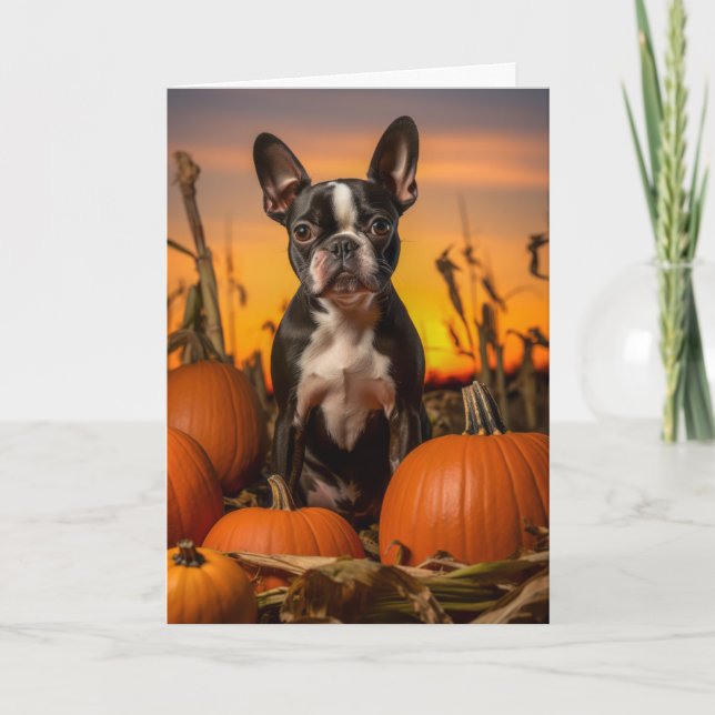 Boston Terrier Thanksgiving Holiday Card (Front)