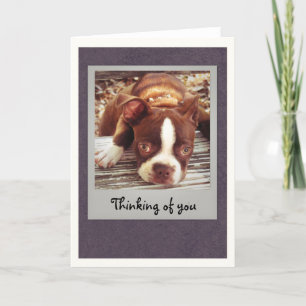 Boston Terrier Thinking of You Card