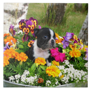 Boston terrier tile