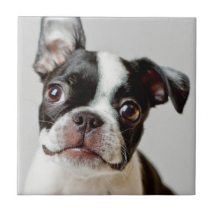 Boston Terrier Tile