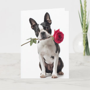 Boston Terrier Valentine Card