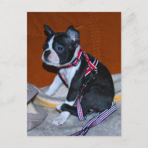 Boston Terrier Welpe Postcard