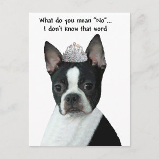Boston Terrier:  What Do You Mean "No"? Postcard