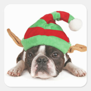 Boston Terrier With A Christmas Hat Square Sticker